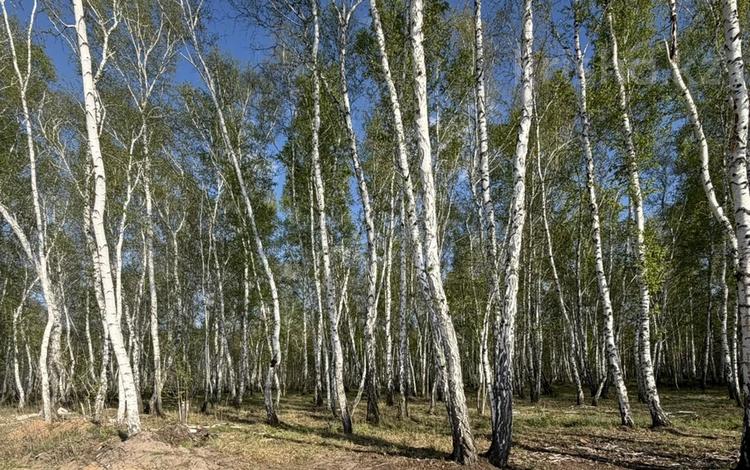 Участок · 10 соток, Алмалы 37 за 26 млн ₸ в Петропавловске — фото 6