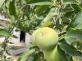 Жеке үй · 4 бөлме · 120 м² · 8 жүзд., жилой массив Исфиджаб, Байсары, бағасы: 48 млн ₸ в Шымкенте, Енбекшинский р-н — фото 40