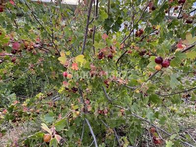 Дача · 1 комната · 40 м² · 6 сот., мкр Фёдоровка 22 за 5.5 млн 〒 в Караганде, Казыбек би р-н