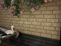 2-бөлмелі пәтер · 42 м², Майкудук, Мкр Восток-5 7у — Сахалин, бағасы: 100 000 ₸ в Караганде, Алихана Бокейханова р-н — фото 7