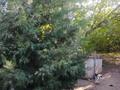Жеке үй · 2 бөлме · 35.1 м² · 9 жүзд., Сейфулина 27, бағасы: 5.1 млн ₸ в Майтобе — фото 22