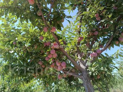 Продаётся фруктовый сад · 50000 м² за 30 млн 〒 в 