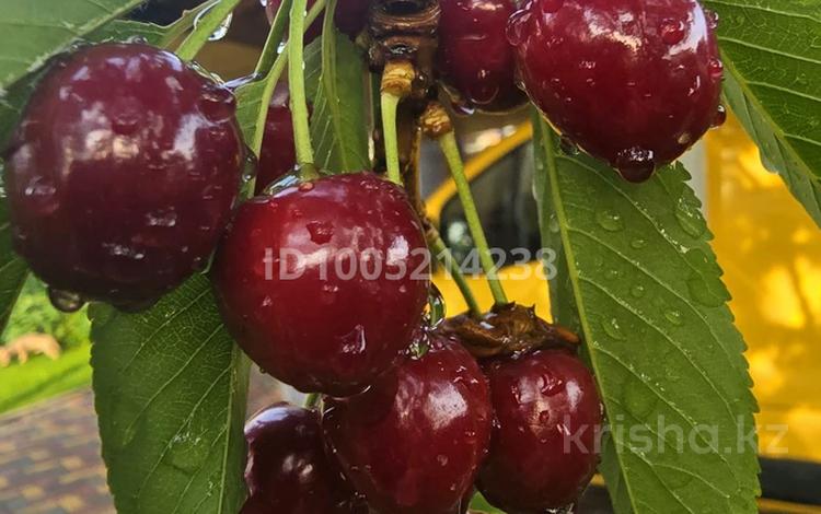 Жеке үй · 6 бөлме · 500 м² · 12 жүзд., Бағанашыл ш/а., бағасы: 410 млн ₸ в Алматы, Бостандыкский р-н — фото 2