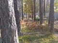 Участок · 20 соток, Санаторий Светлый 31К за 150 млн ₸ в Бурабае — фото 8