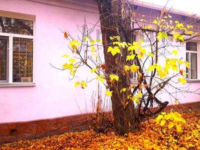 Үйдің бір бөлігі · 3 бөлме · 45 м² · 7 жүзд., Лихачева — Дулати, бағасы: 37 млн ₸ в Шымкенте, Аль-Фарабийский р-н