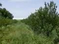 Фазенда и яблоневый сад за 50 млн 〒 в Каскелене — фото 4
