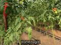 Свободное назначение, склады, сельское хозяйство · 20000 м² за 350 млн ₸ в Шымкенте — фото 24