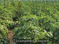 Свободное назначение, склады, сельское хозяйство · 20000 м² за 350 млн ₸ в Шымкенте — фото 26