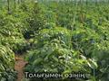 Свободное назначение, склады, сельское хозяйство · 20000 м² за 350 млн ₸ в Шымкенте — фото 28