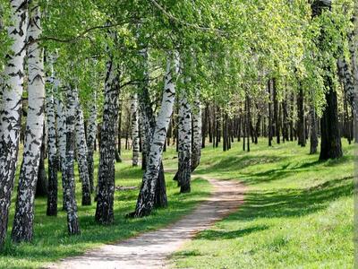 Дача · 1 комната · 20 м² · 12 сот., Садовая 104 — Ботаничнская за 950 000 〒 в Щучинске
