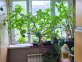 2-бөлмелі пәтер · 56 м² · 3/5 қабат, Мкр. Восток 112, бағасы: 19 млн ₸ в Шымкенте, Енбекшинский р-н — фото 2