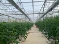 Сельское хозяйство • 25000 м² за 900 млн 〒 в Боралдае (Бурундай) — фото 5
