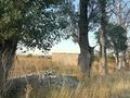 Участок · 8 соток, Кумтоган (Мирное) за 11 млн ₸ — фото 16