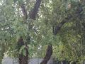 Жеке үй · 5 бөлме · 120 м² · 11 жүзд., Жамбыла 29, бағасы: 30 млн ₸ в Жамбыл (Жамбылский район) — фото 33