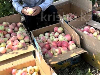 Участок · 4 га, Есик за 37 млн 〒