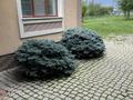 Жеке үй · 6 бөлме · 350 м² · 42.6 жүзд., Бауырластар, Алмат самырат 53, бағасы: 175 млн ₸ в Актобе, жилой массив Бауырластар — фото 4