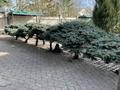 Жеке үй · 6 бөлме · 350 м² · 42.6 жүзд., Бауырластар, Алмат самырат 53, бағасы: 175 млн ₸ в Актобе, жилой массив Бауырластар — фото 28