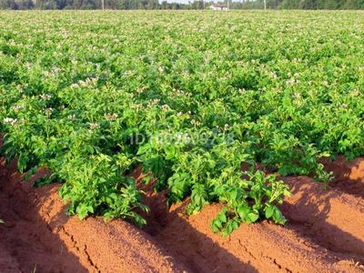 Участок · 35 соток, Павлодар за 20 млн 〒