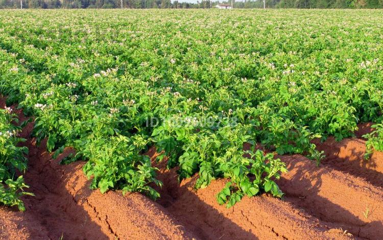 Участок · 35 соток, Павлодар за 20 млн 〒 — фото 2