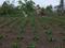 Жер телімі 6 сотық, Урожайная 25, бағасы: 1.2 млн 〒 в Кокшетау