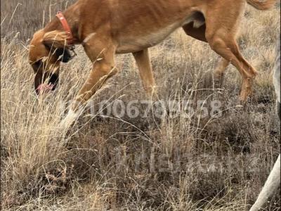 Нужен место для собак породы…, Актау