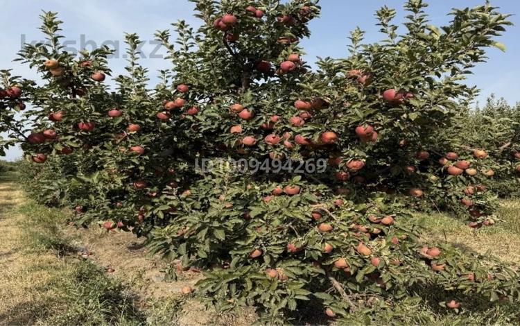 Яблоневый сад, производство сока · 42.6 м² за 490 млн 〒 в Каракемер — фото 2