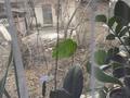 Часть дома · 2 комнаты · 52 м² · 140 сот., Спортивный проезд 12а — Между садиком ертостек и школой низамхана за 20 млн ₸ в Шымкенте, Аль-Фарабийский р-н — фото 24