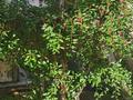 Отдельный дом · 4 комнаты · 200 м² · 20 сот., Огородная 9 — Район БСМП, Красный Кардон ПОД ИПОТЕКУ! ТОРГ! за 85 млн ₸ в Семее, Красный Кордон — фото 12