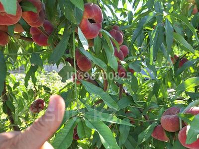 Дача · 2 комнаты · 50 м² · 13 сот., мкр Кокарна, С/О химик, Зона-отдыха 64 за 23 млн 〒 в Атырау