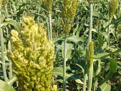 КХ 25000 гектар · 2500 м² за 250 млн 〒 в Актобе