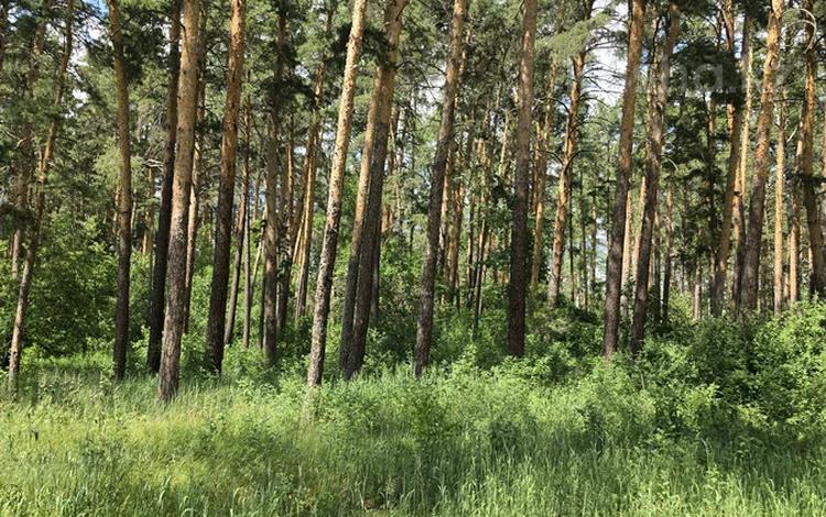 Участок · 40 соток, С. Молбаза, 3-я линия 2 за 12 млн ₸ в Бурабае — фото 2