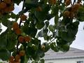 Отдельный дом · 8 комнат · 321 м² · 8.5 сот., Коттеджный городок Самал 18 — Апорт за 140 млн ₸ в Иргели — фото 61