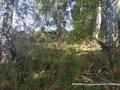 Участок · 60 соток, мкр Сулусай за 19.7 млн ₸ в Алматы, Медеуский р-н — фото 23