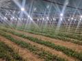 Сельское хозяйство · 4260 м² за 150 млн ₸ в Береке — фото 23