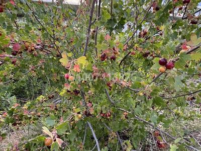 Дача · 1 комната · 40 м² · 6 сот., мкр Фёдоровка 22 за 5.5 млн 〒 в Караганде, Казыбек би р-н