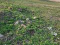 Жер телімі 6 сотық, Долан, бағасы: 3.8 млн 〒 в Каскелене — фото 4