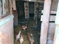 Отдельный дом · 4 комнаты · 70 м² · 20 сот., Набережная 120 за 12 млн 〒 в Федоровка — фото 12