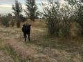 Откормочный комплекс/фазенда · 110000 м², бағасы: 60 млн ₸ в Жамбылской обл., Байзак — фото 3