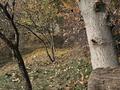 Дача · 2 комнаты · 60 м² · 10 сот., мкр Кенсай, Сантехник 86 за 19 млн ₸ в Алматы, Медеуский р-н — фото 11