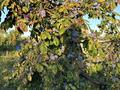 Дача · 2 комнаты · 30 м² · 6 сот., Участок 139 139 — Вторая дачная поворот направо за 1.2 млн ₸ в Уральске — фото 6