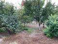 Отдельный дом · 6 комнат · 150 м² · 9 сот., Палладина 31 — Кассина за 58 млн 〒 в Алматы, Турксибский р-н — фото 25