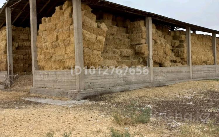 ФЕРМА 117 га (без скота) под сельхоз · 110000 м² за 300 млн ₸ в Шымкенте — фото 2