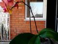 3-бөлмелі пәтер · 124 м² · 2/3 қабат, Микрорайон Тулпар 75 — Дендропарк, бағасы: 67 млн ₸ в Шымкенте, Каратауский р-н — фото 6