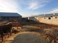 Сельское хозяйство • 1000 м² за 15 млн 〒 в Туркестанской обл., Жабаглы — фото 28