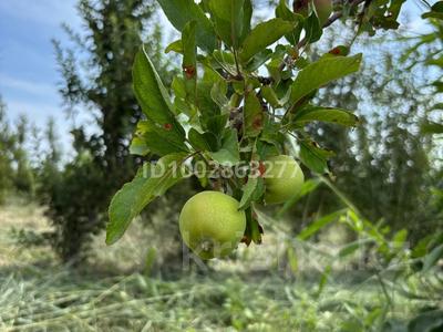 Жеміс бау 50 га · 50 м², бағасы: 20 млн 〒 в Жанакоргане