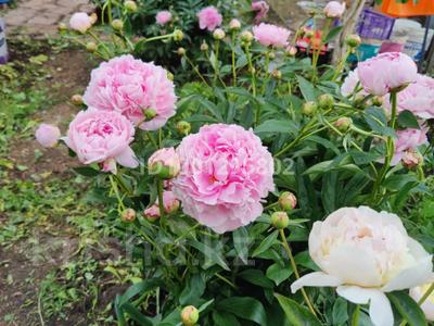 Дача · 1 комната · 12 м² · 6 сот., Пасечная за 3 млн 〒 в Кокшетау