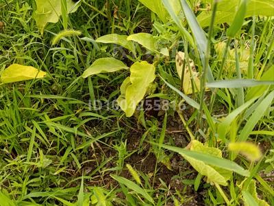 Дача · 1 комната · 40 м² · 32 сот., мкр Кокарна, Садовая 42 а — С/О Химик за 14.5 млн 〒 в Атырау