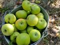 Дача · 1 комната · 40 м² · 32 сот., мкр Кокарна, Садовая 42 а — С/О Химик за 15.5 млн ₸ в Атырау — фото 4