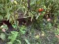 Жеке үй · 4 бөлме · 86 м² · 3 жүзд., Кузьмина 36 — Жансугурова, бағасы: 42.5 млн ₸ в Алматы, Турксибский р-н — фото 18