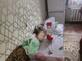 Отдельный дом · 3 комнаты · 50 м² · 7 сот., мкр Боралдай (Бурундай), Молодежная 81 за 35 млн ₸ в Алматы, Алатауский р-н — фото 7